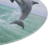 Tursiops truncatus snijplank (Hoek)