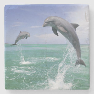 Tursiops truncatus stenen onderzetter