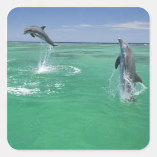 Tursiops truncatus vierkante sticker