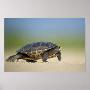 Turtle / Amfibie Close-up Foto Poster