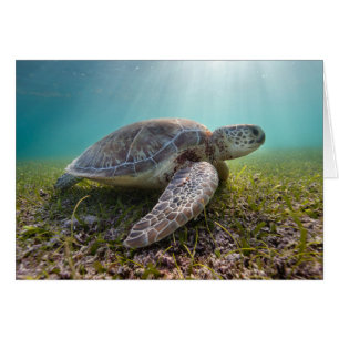 Turtle At Dusk Bay