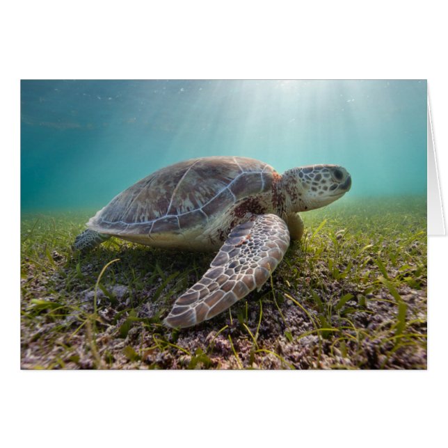 Turtle At Dusk | Bay (Devant horizontal)