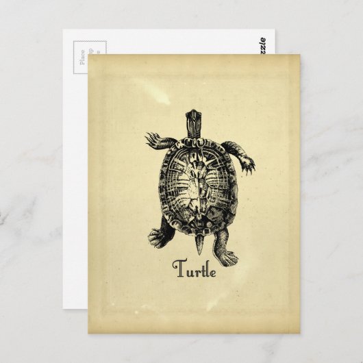 TURTLE BRIEFKAART (Voorkant / Achterkant)