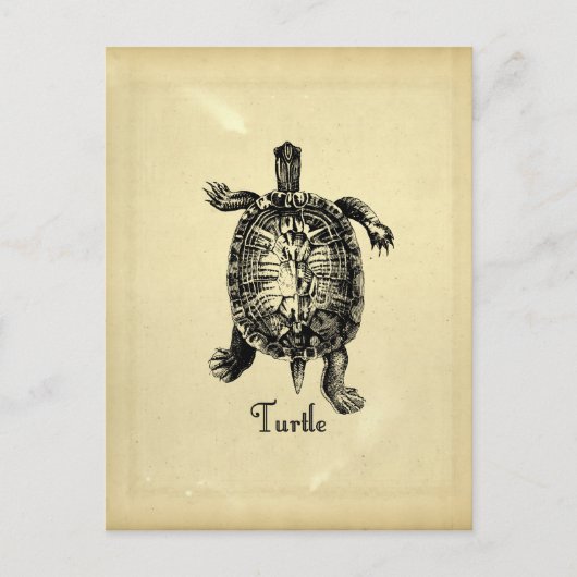  TURTLE BRIEFKAART (Voorkant)