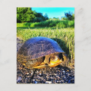 TURTLE BRIEFKAART