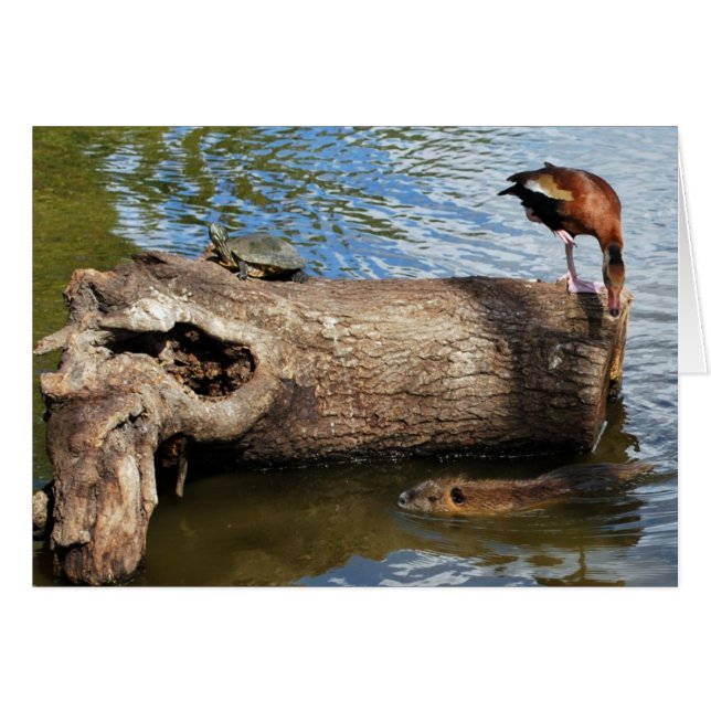 Turtle, Duck en Nutria (Voorkant Horizontaal)