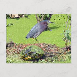 Turtle en Heron South Carolina Briefkaart
