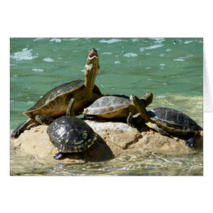 Turtle family