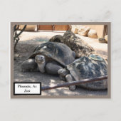 Turtle Friends Phoenix, Az Zoo Postcard Briefkaart (Voorkant)