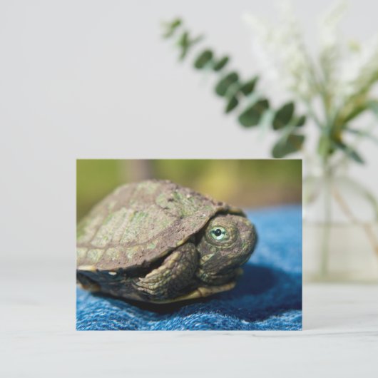 Turtle Hatchling op Denim Briefkaart (Staand voorkant)