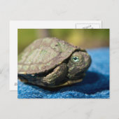 Turtle Hatchling op Denim Briefkaart (Voorkant / Achterkant)