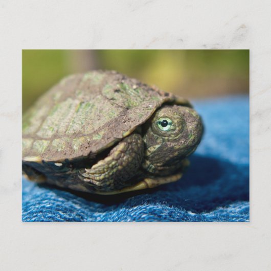 Turtle Hatchling op Denim Briefkaart (Voorkant)