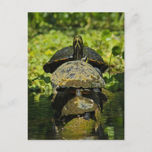 Turtle High Briefkaart (Voorkant)