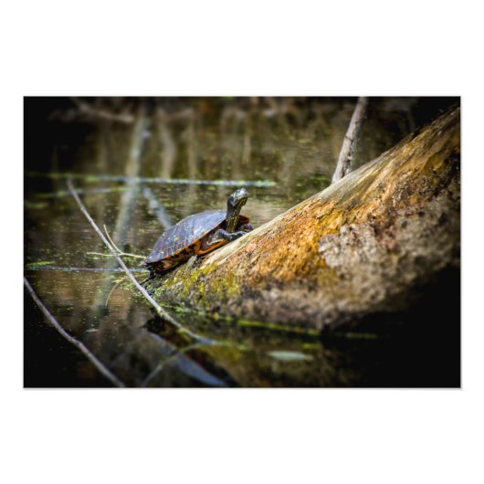 Turtle Log Foto Afdruk (Voorkant)