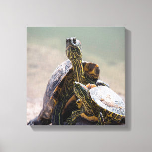 Turtle Love Canvas Afdruk
