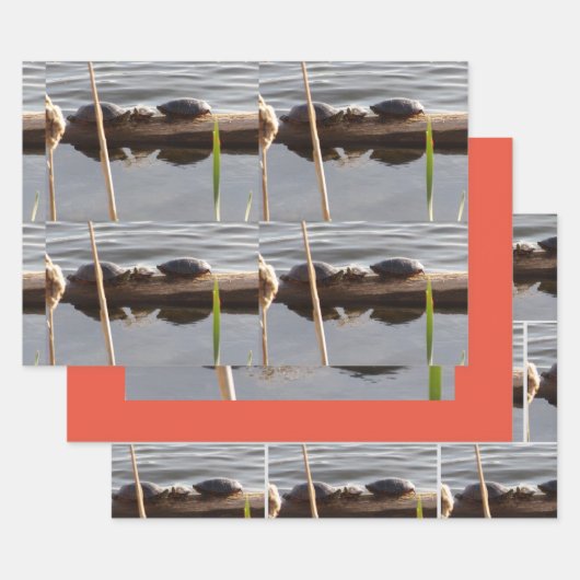 Turtle Lover Wrapping Paper Flat Shts Set of 3 (Set)