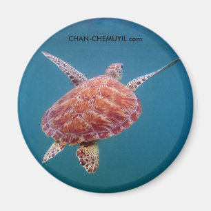 Turtle Magnet Magneet