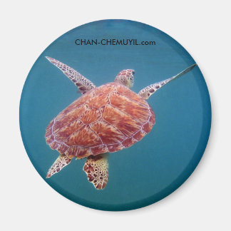 Turtle Magnet Magneet