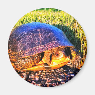 TURTLE MAGNET MAGNEET