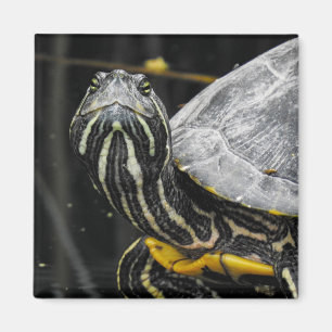 Turtle Magnet Magneet