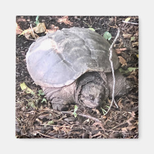 Turtle Magnet Magneet