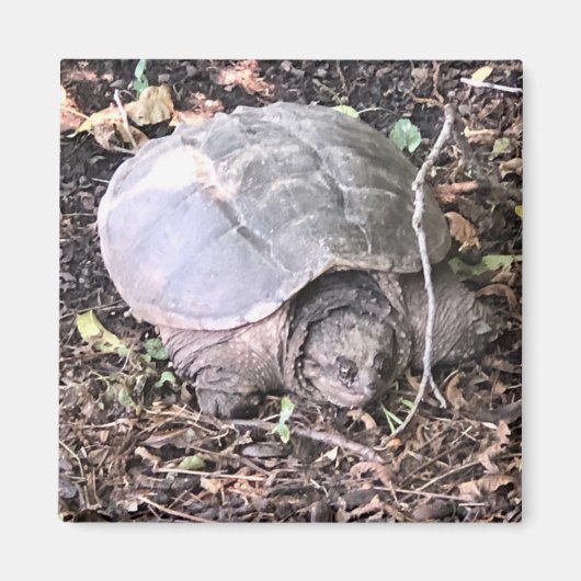 Turtle Magnet Magneet (Voorkant)