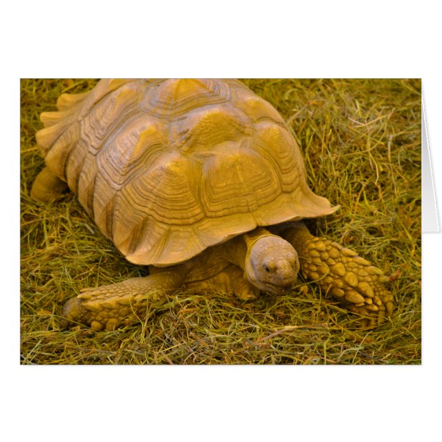 Turtle Note Kaart (Voorkant Horizontaal)