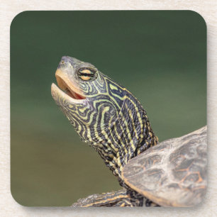 Turtle on LaChute Bier Onderzetter