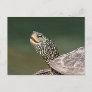 Turtle on LaChute Briefkaart