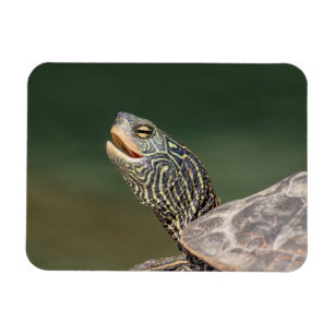 Turtle on LaChute Magneet