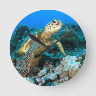 Turtle Pair Ronde Klok