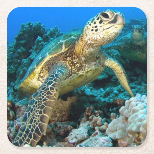 Turtle Pair Vierkante Kartonnen Onderzetter (Voorkant)