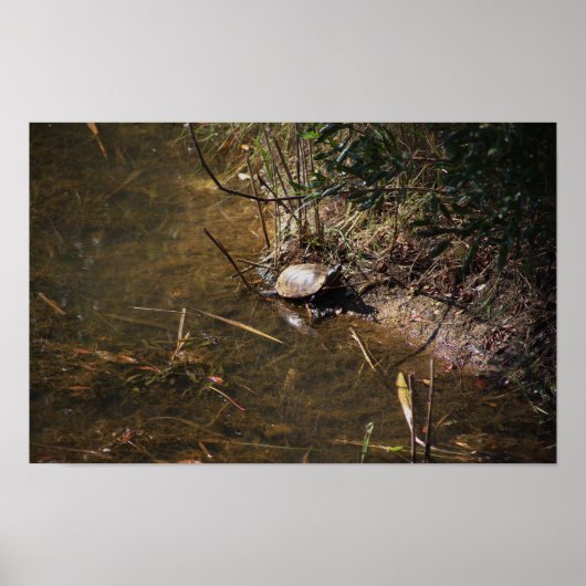 Turtle Photo Poster (Voorkant)