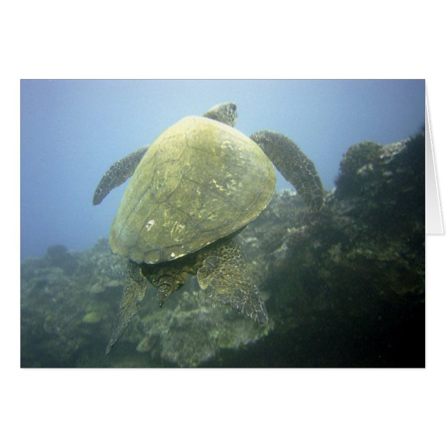 Turtle Pu'u Olai (Voorkant Horizontaal)