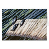 Turtle Rest (Voorkant Horizontaal)