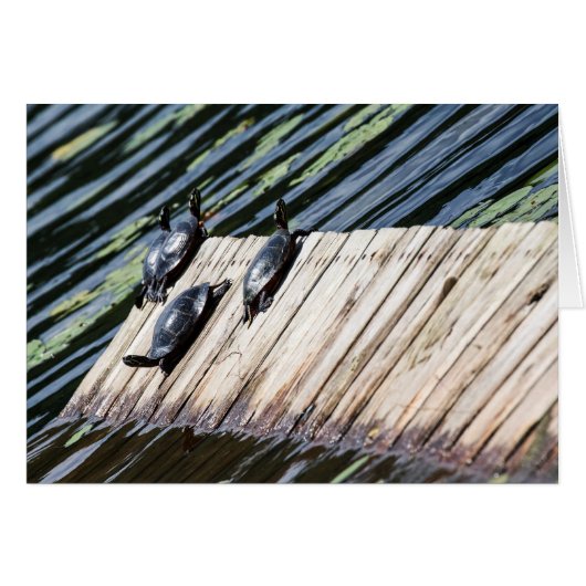 Turtle Rest (Voorkant Horizontaal)