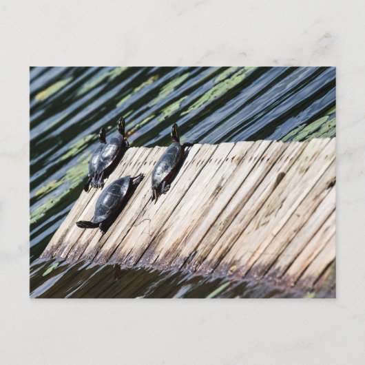Turtle Rest Briefkaart (Voorkant)