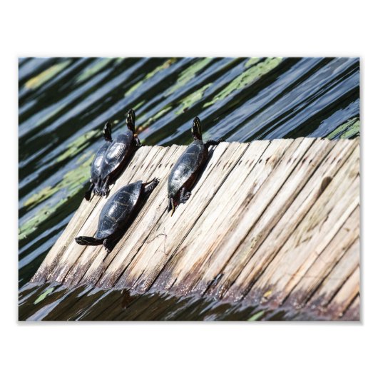 Turtle Rest Foto Afdruk (Voorkant)