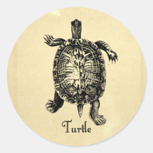 TURTLE RONDE STICKER