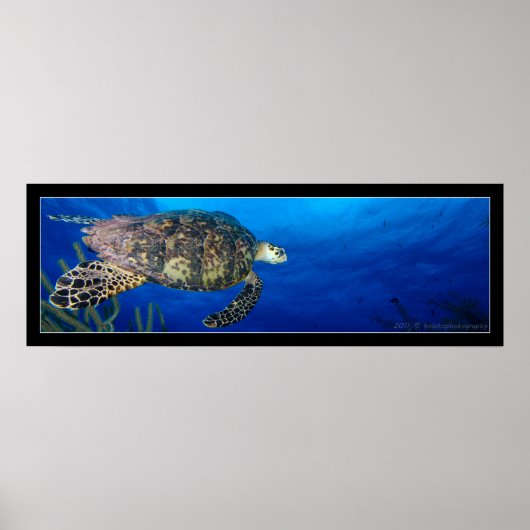 Turtle Seascape Poster (Voorkant)