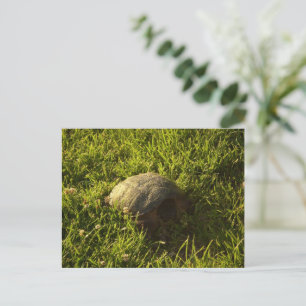 Turtle Shy Briefkaart