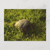 Turtle Shy Briefkaart (Voorkant)