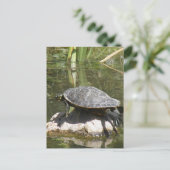 Turtle sur une carte postale rock (Debout devant)