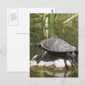 Turtle sur une carte postale rock (Devant / Derrière)