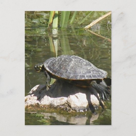 Turtle sur une carte postale rock (Devant)