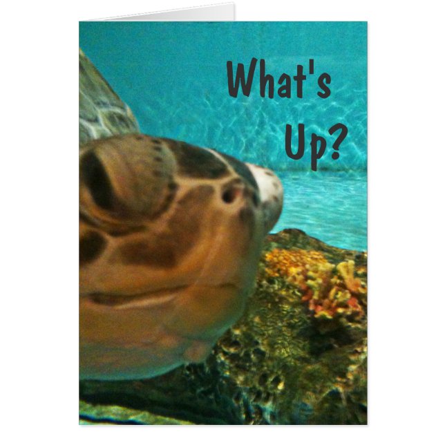Turtle What is Up Selfie (Voorkant)