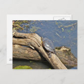 Turtle's Day Off Briefkaart (Voorkant / Achterkant)