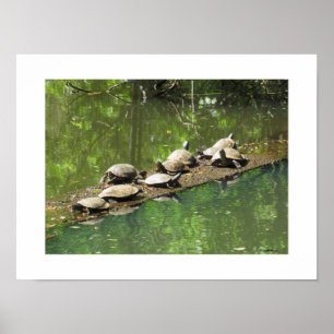 Turtles die zichzelf Poster zuren