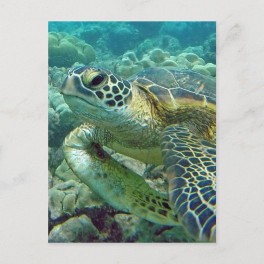 Turtles in Hawaii Briefkaart (Voorkant)