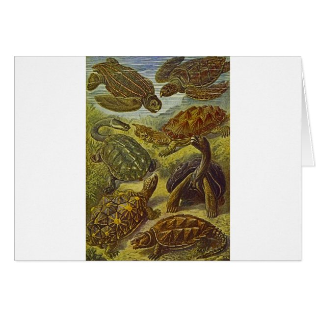 Turttle Scientific Print (Devant horizontal)